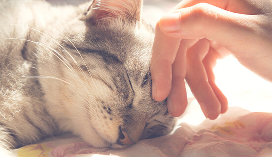 人とペットの絆を深める